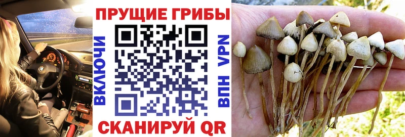 Галлюциногенные грибы Psilocybe  Купить где  Давлеканово 